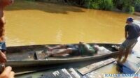 Tubuh Kodim (44) yang ditemukan meninggal dunia akibat tenggelam di Sungai Tualan, Kecamatan Tualan Hulu, Kotim