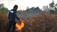 kebakaran hutan dan lahan