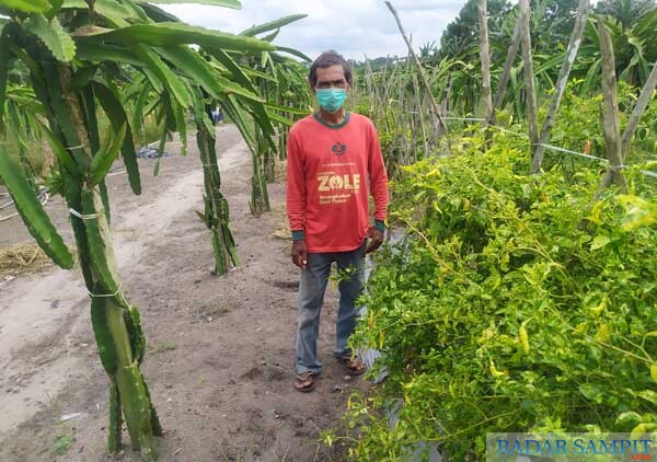 Petani Sukses di Pangkalan Bun