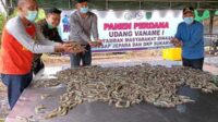 Bupati dan Wakil Bupati Sukamara saat ikut panen perdana udang vaname di Pantai Lunci