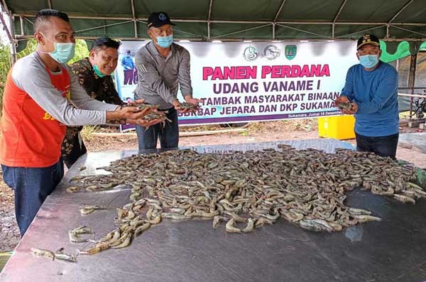 Bupati dan Wakil Bupati Sukamara saat ikut panen perdana udang vaname di Pantai Lunci