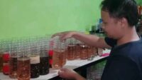 Budidaya Ikan Cupang