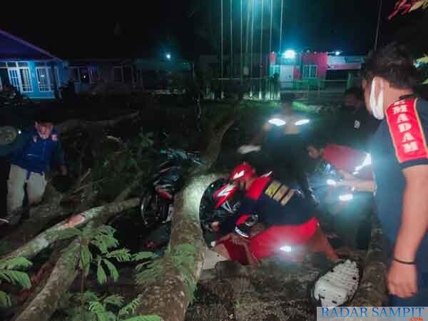 pohon-sengon-timpa-orang Pohon Sengon