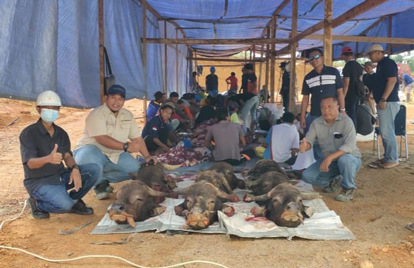 Karyawan PT SMG Dihadiahi 10 Ekor Sapi