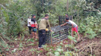 Beruang
