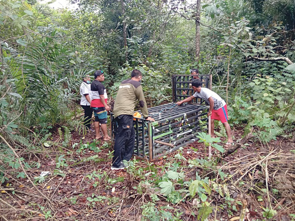 Beruang