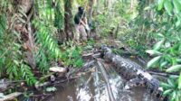 Kematian Misterius Buaya Muara di Sungai Mentaya