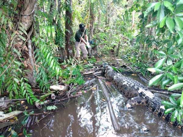 buaya-mati-misterius Kematian Misterius Buaya Muara di Sungai Mentaya