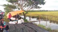 Serangan Hama Burung Pipit