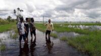 Produksi komoditas padi di Kabupaten Kotawaringin Timur (Kotim) terus meningkat dari tahun ke tahun