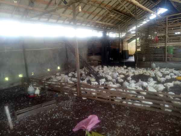 Pasokan Ayam di Sampit