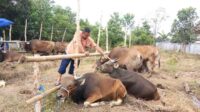 Pedagang Sapi Kurban