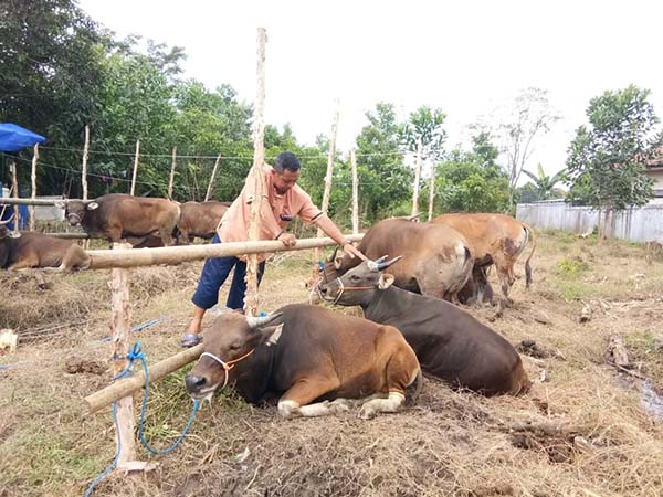 Pedagang Sapi Kurban