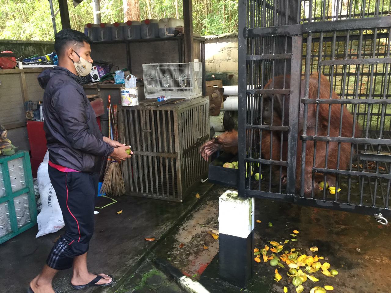 orangutan