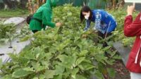 TNI Bagikan Panen Sayur ke Warga