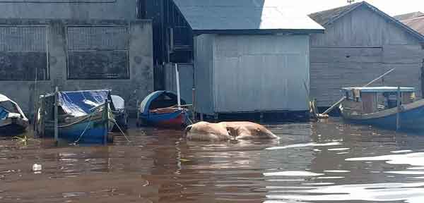 Bangkai Sapi Cemari Sungai Kumai