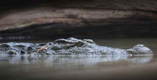 Buaya Sungai Lenggana Hebohkan Warga