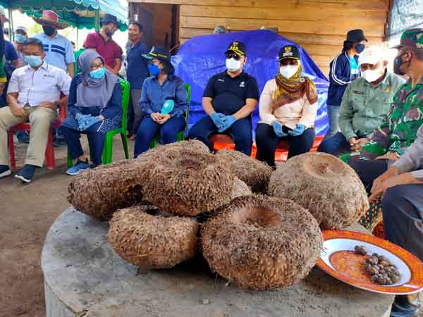 Siapkan 1000 Hektare untuk Porang