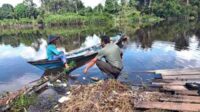 Banyak Buaya di Sungai Cempaga