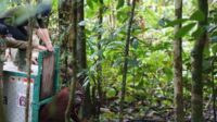 Tujuh Orang Utan di Kalteng Tes Swab