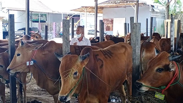 sapi