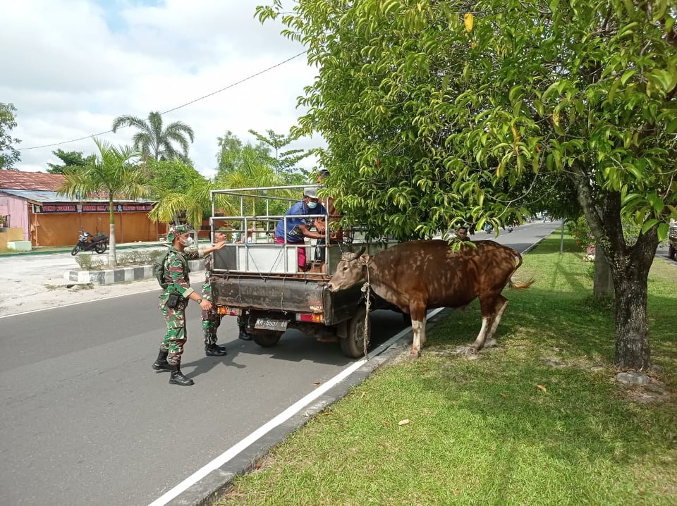 Patroli PPKM Bekuk Sapi Lepas