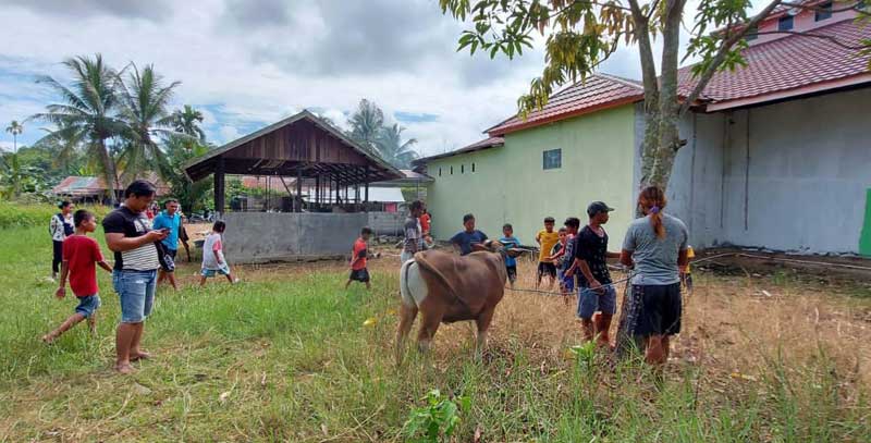 Sapi Kurban Kabur