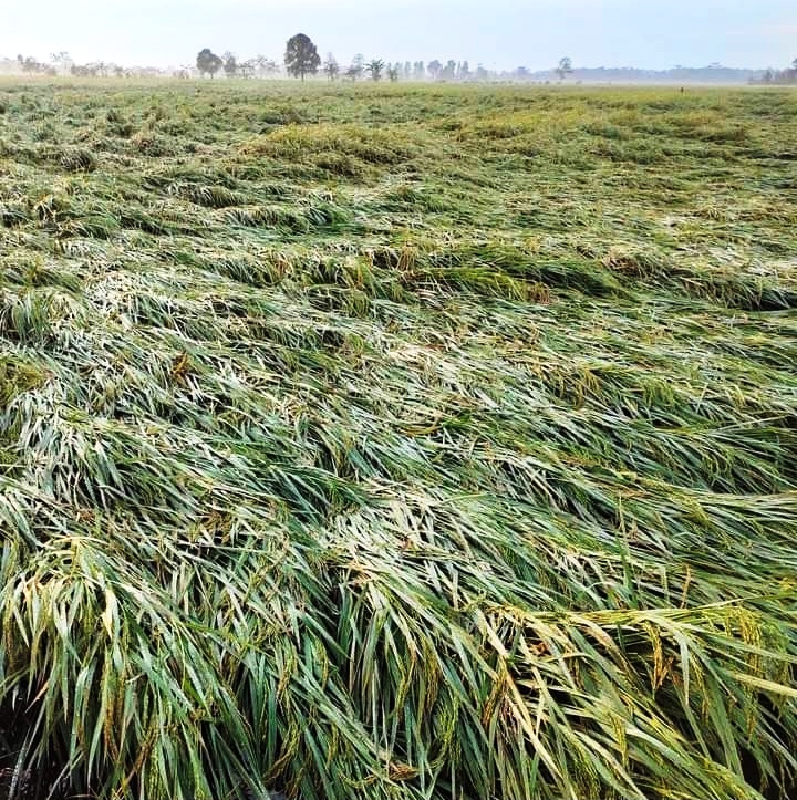 Food Estate
