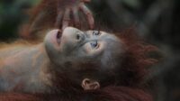 orang utan