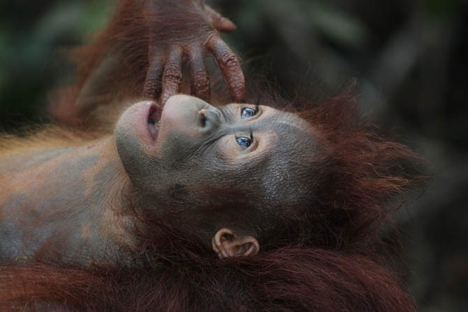 orang utan