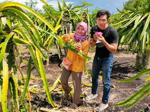 buah naga