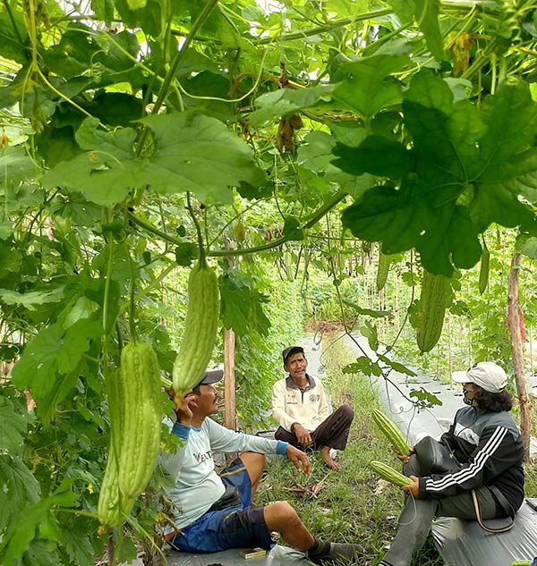 sayur