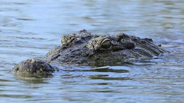 serangan buaya kotim,kemunculan buaya kotim,buaya muncul di sungai cempaga,desa cempaka mulia resahkan buaya,buaya,sampit,berita sampit,radar sampit