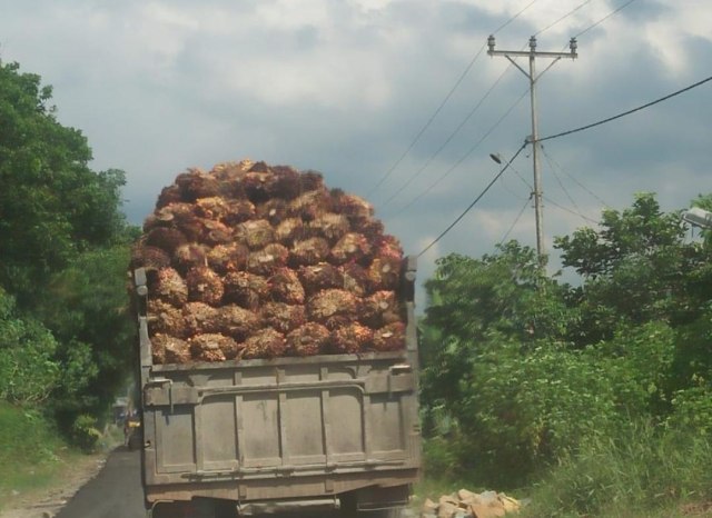 penggelapan sawit