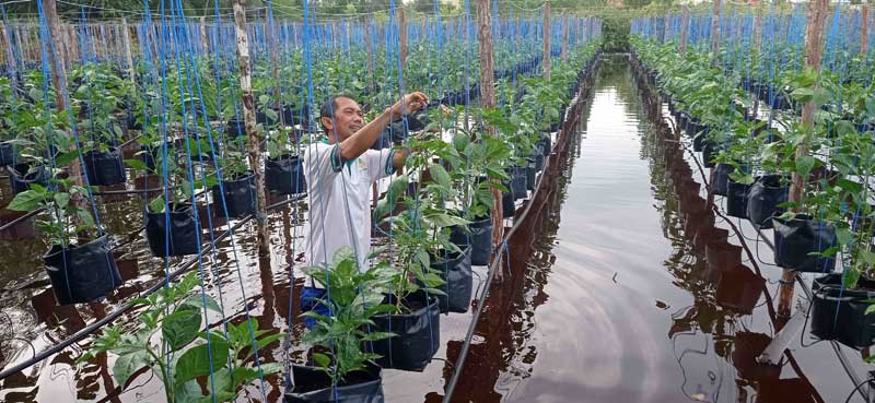 bertanam di lahan banjir
