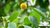 Daun Kraton