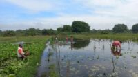 Belasan Hektare Lahan Sayur Kebanjiran