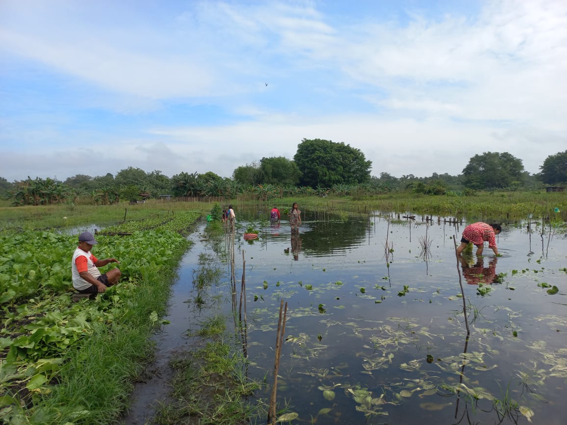 Belasan Hektare Lahan Sayur Kebanjiran