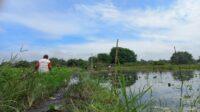banjir pangkalan bun