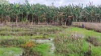 banjir pangkalan bun