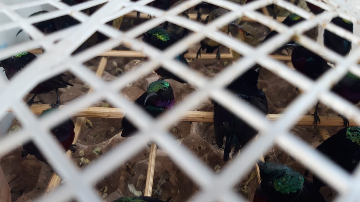 Ribuan Burung Gagal Diselundupkan