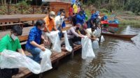 benih Ikan Betok,pemkab bartim