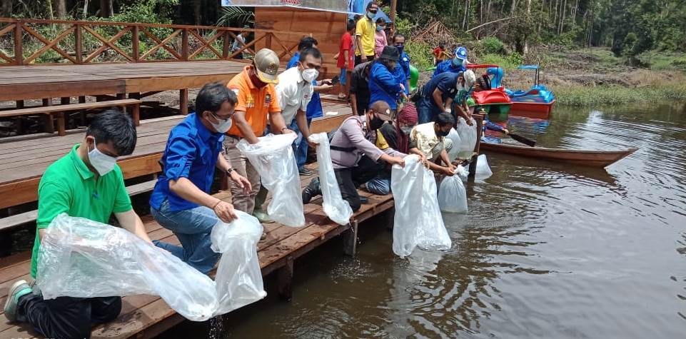 benih Ikan Betok,pemkab bartim