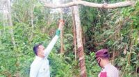 pemuda