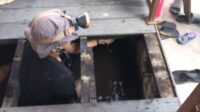 desisan ular kobra kumai