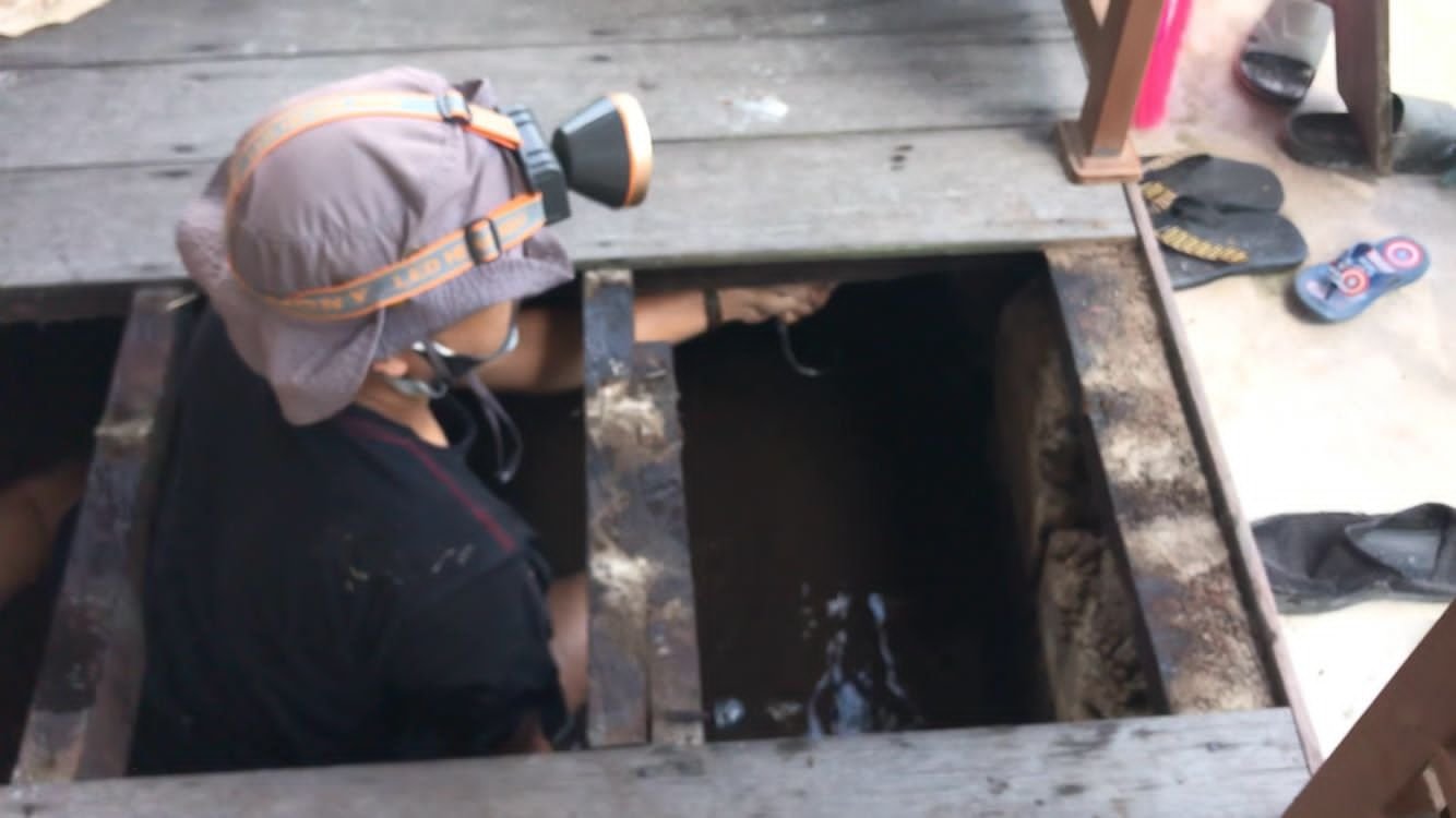 KOBRA desisan ular kobra kumai