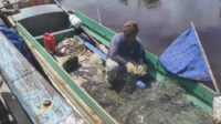 harga,Kepiting