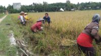 pertanian kalimantan tengah bambang purwanto