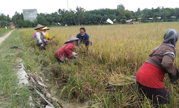 pertanian kalimantan tengah bambang purwanto