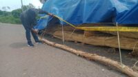 polda kalteng sita rotan